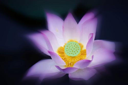 到哪里學葡萄牙語好？